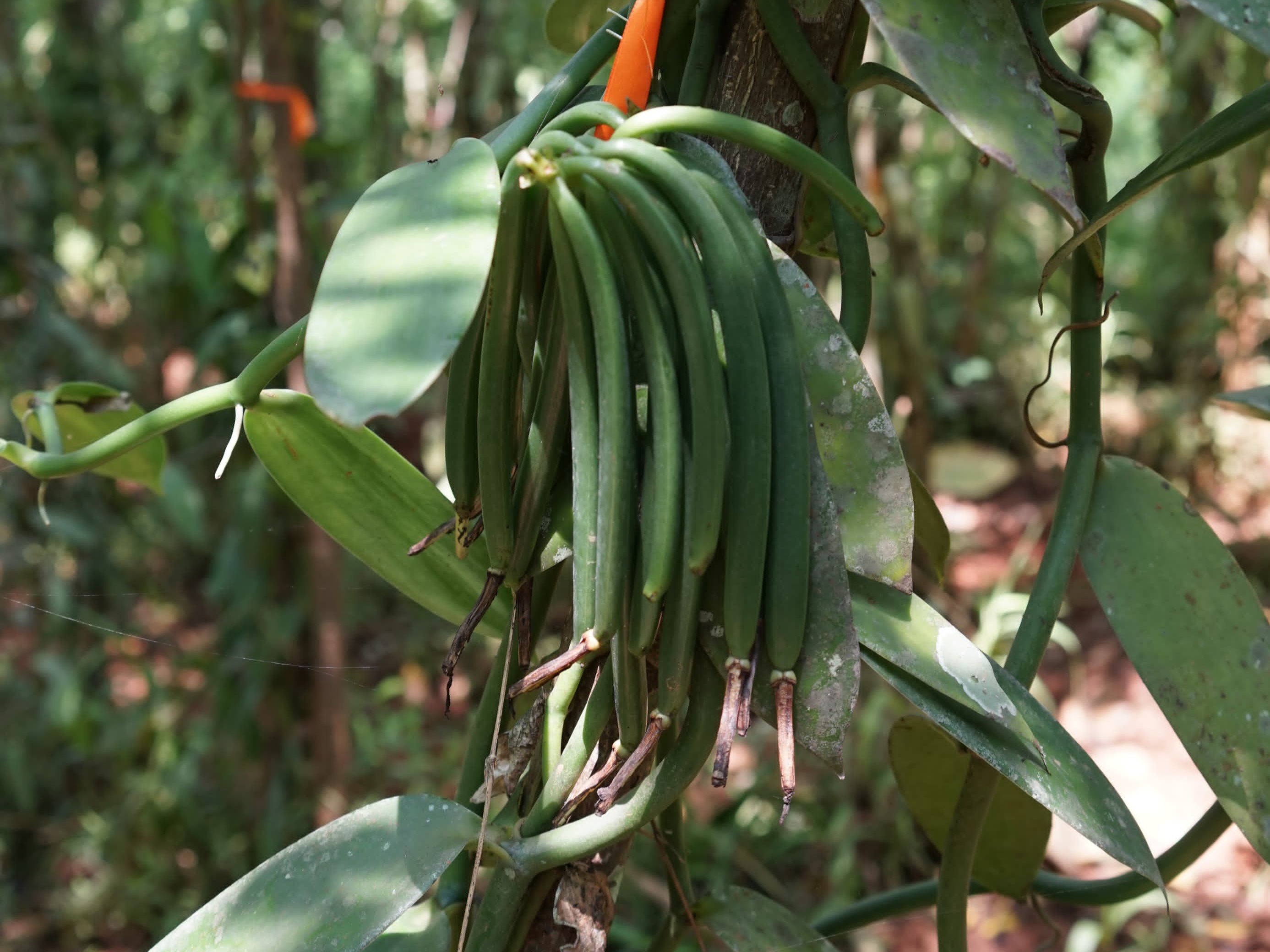 Agriculture